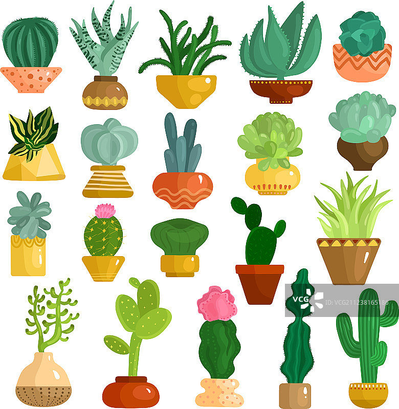 盆栽仙人掌和多肉植物图片素材