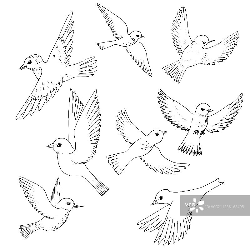 飞鸟合集图片素材