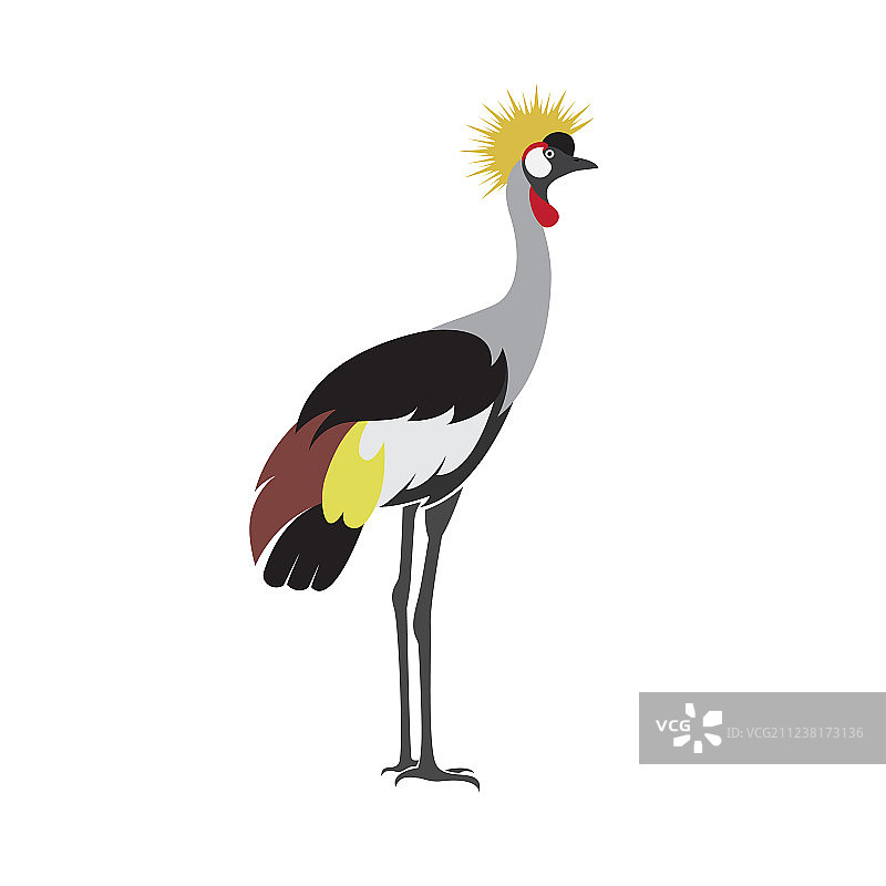 戴冠鹤鸟设计图片素材