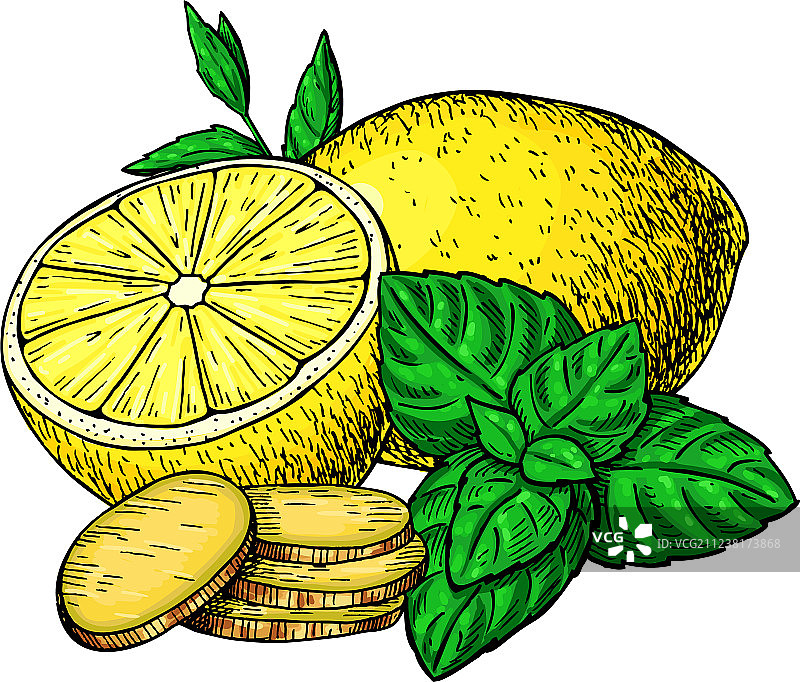 柠檬薄荷生姜草本根图片素材