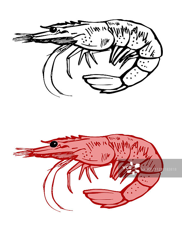 虾轮廓素描图片素材
