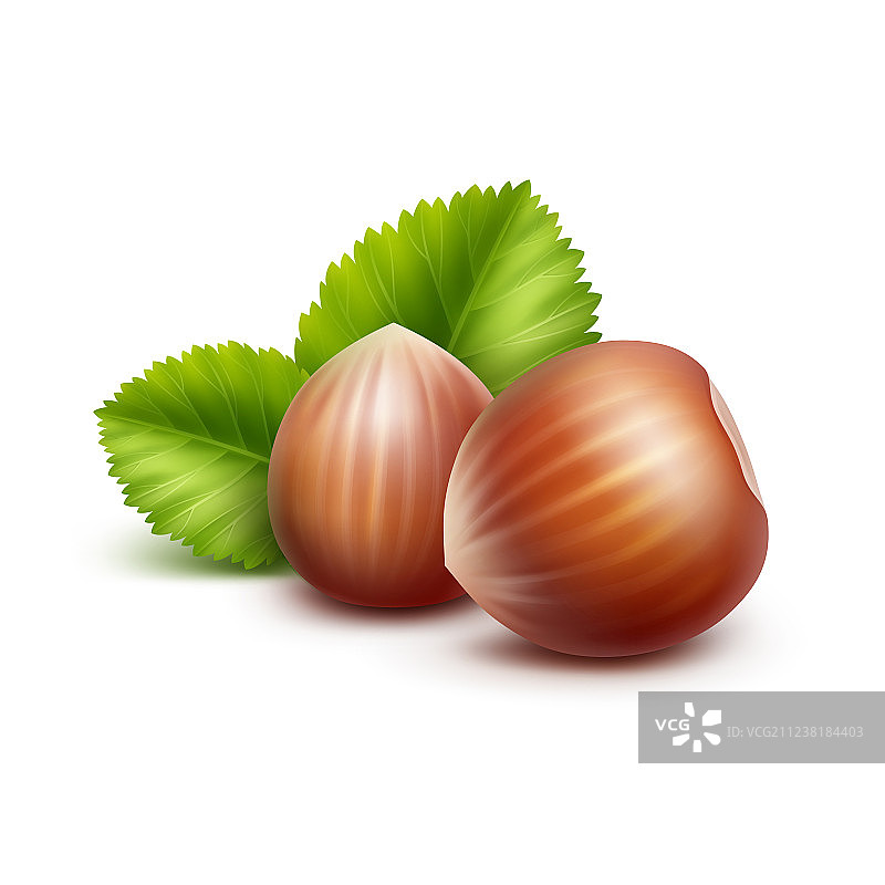 带叶完整未剥皮榛子背景图片素材