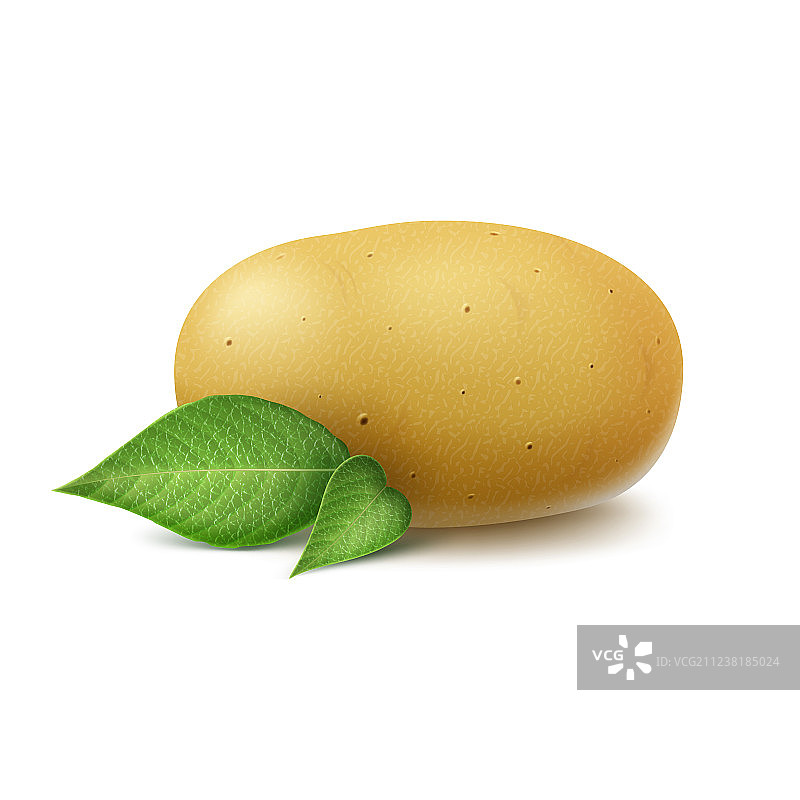 带叶子的黄色未削皮完整生土豆图片素材