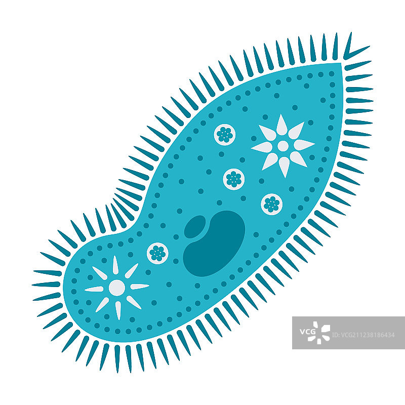 尾草履虫单细胞生物图片素材