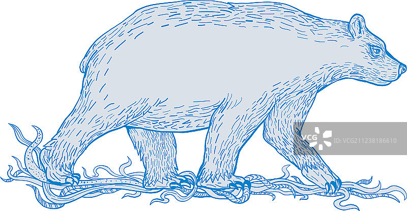 侧面行走的北极熊图片素材