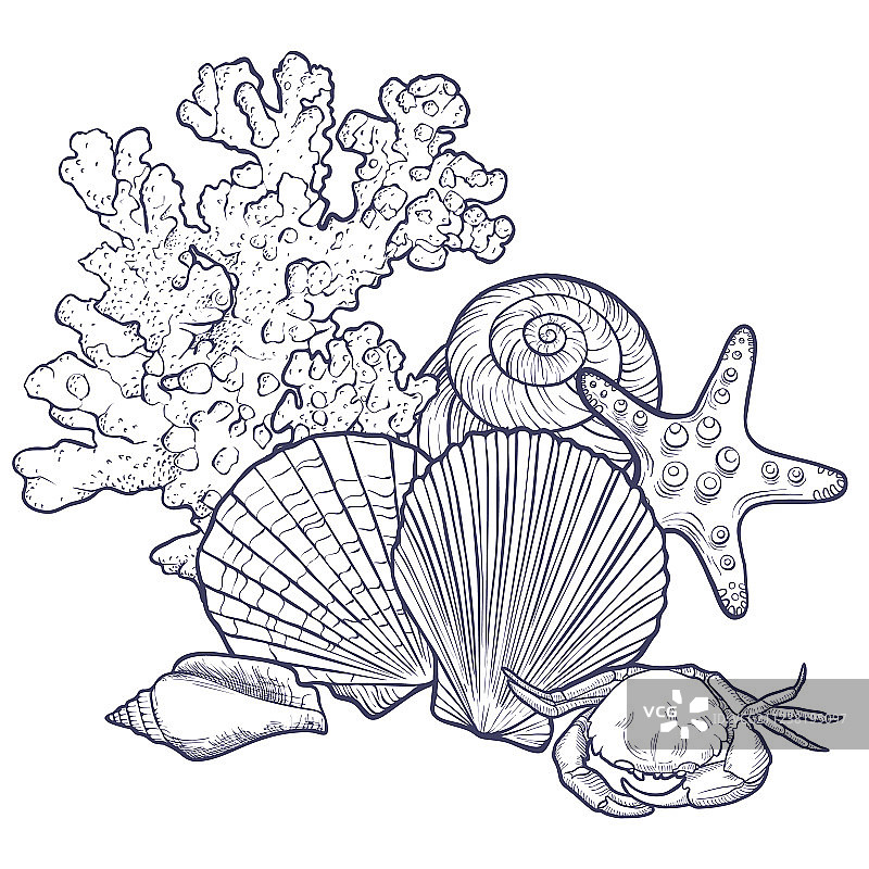 贝壳背景图片素材