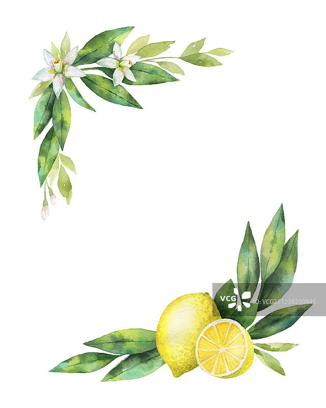 水彩手绘柠檬花环图片素材