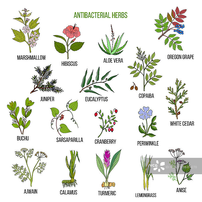 最佳抗菌草药图片素材