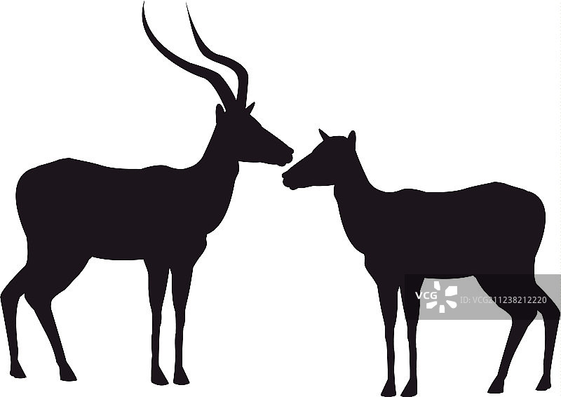 站立的非洲黑斑羚剪影图片素材