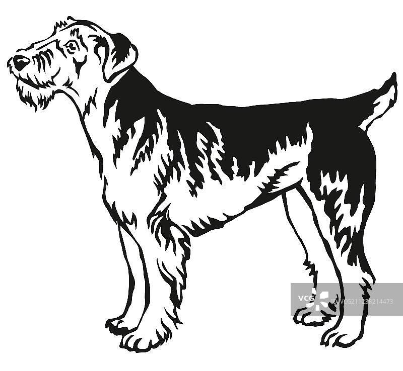 艾尔谷㹴犬装饰立式肖像图片素材