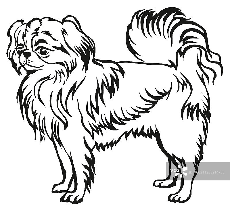 日本狆犬装饰肖像图片素材