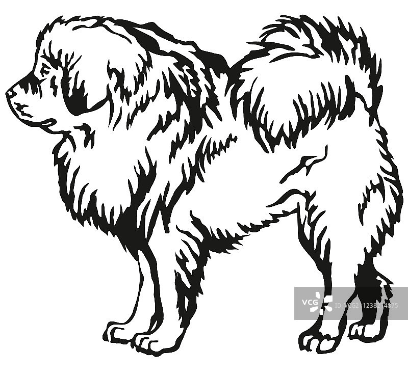 装饰性藏獒站立肖像图片素材