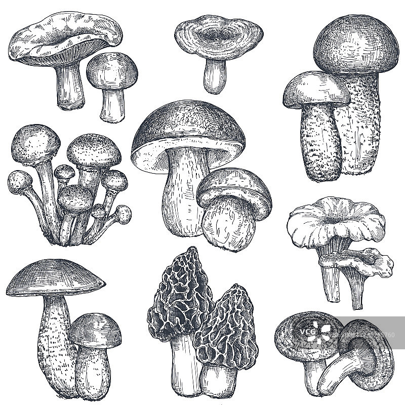 手绘蘑菇合集图片素材