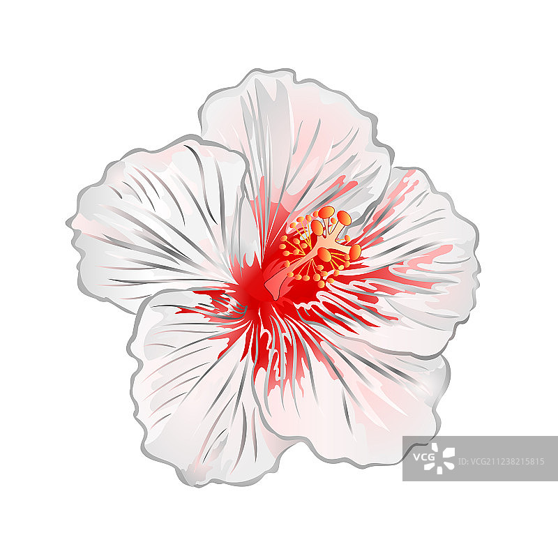 木槿白色热带植物花卉图片素材