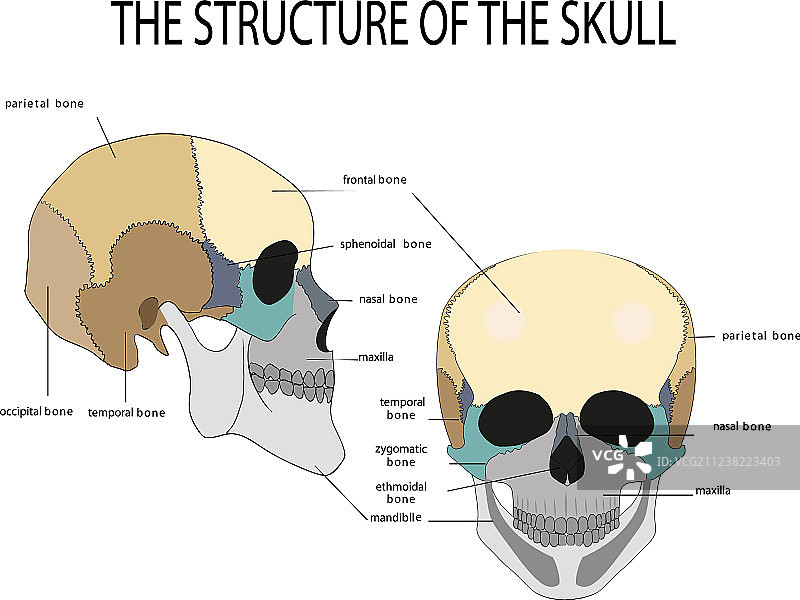 人类头骨的解剖结构图片素材