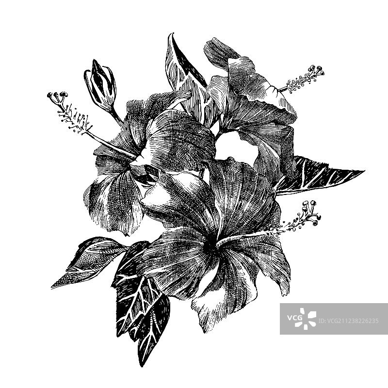 手绘芙蓉花枝图片素材