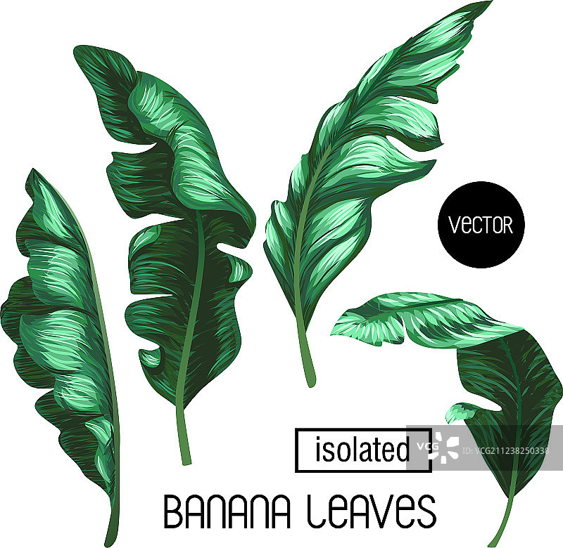 白色背景下的香蕉叶图片素材