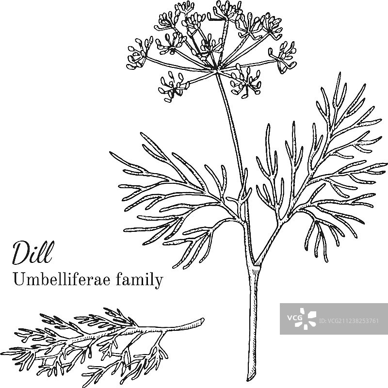墨水莳萝手绘草图图片素材