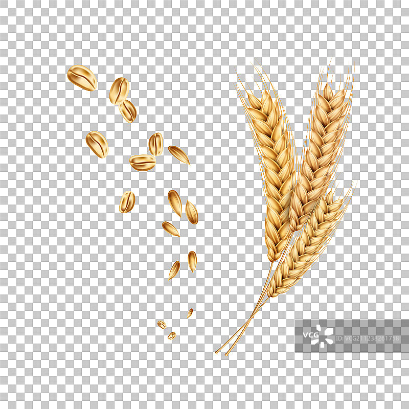 带谷粒的逼真麦穗图片素材