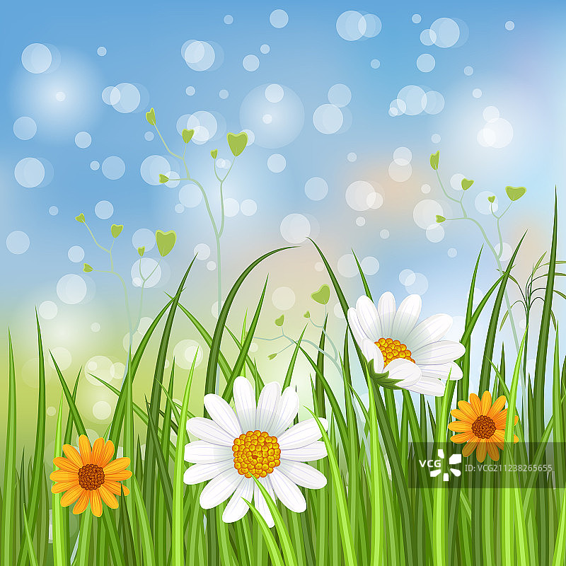 盛开甘菊的春季banner图片素材