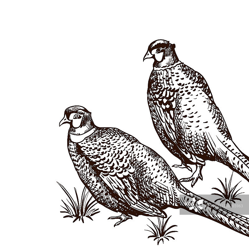 野鸡背景图片素材