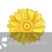 黄色百日草雏菊花朵图片素材