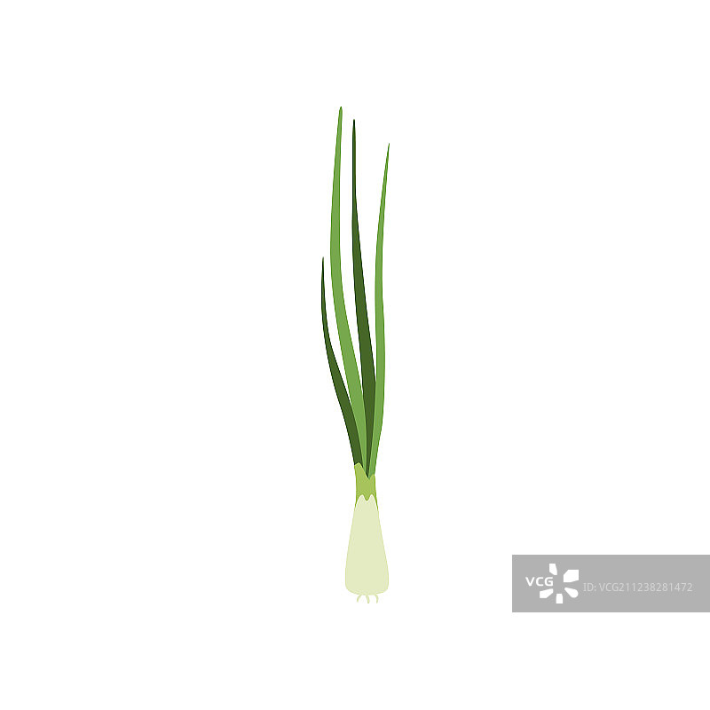 绿色新鲜韭菜素食健康食品图片素材