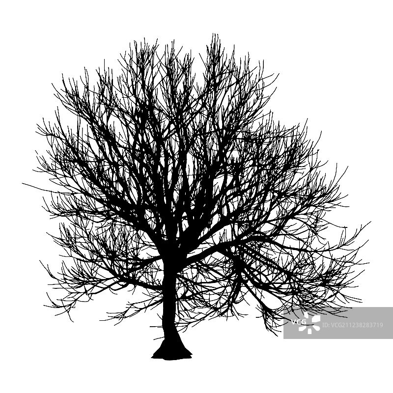 黑色枯树冬季或秋季剪影图片素材