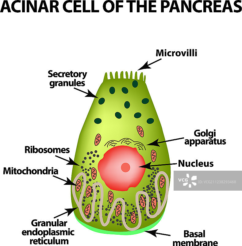 胰腺腺泡细胞信息图图片素材