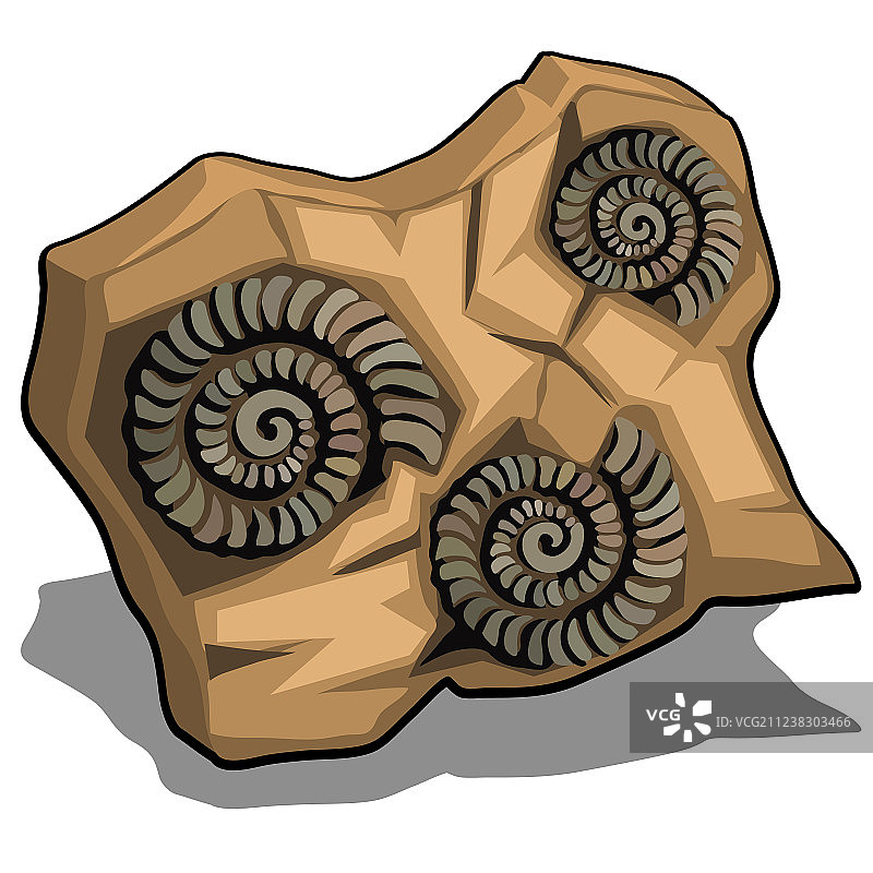 菊石化石外壳图片素材