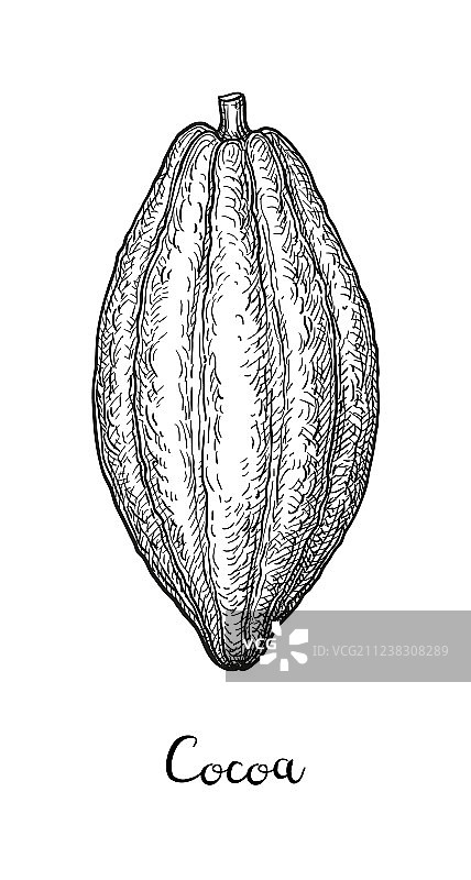 可可墨水草图图片素材