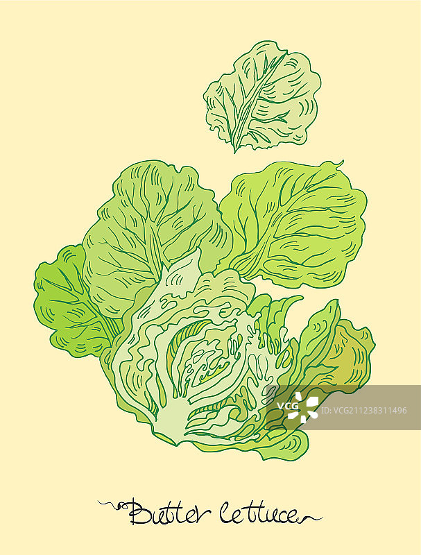 奶油生菜图片素材