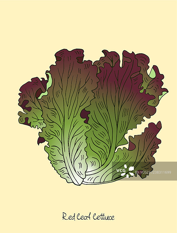 红色叶生菜图片素材