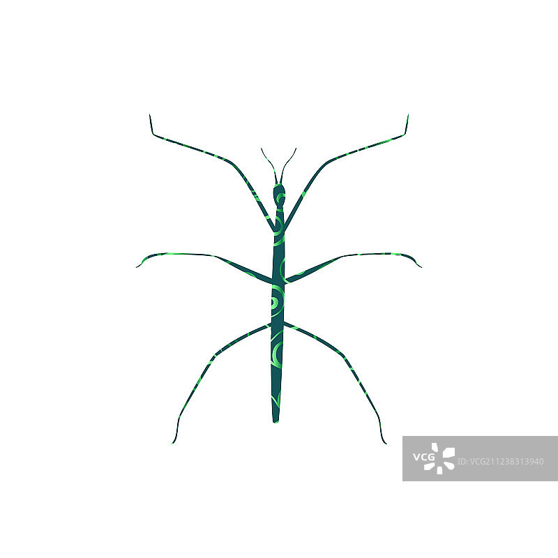 竹节虫螺旋图案彩色轮廓图片素材