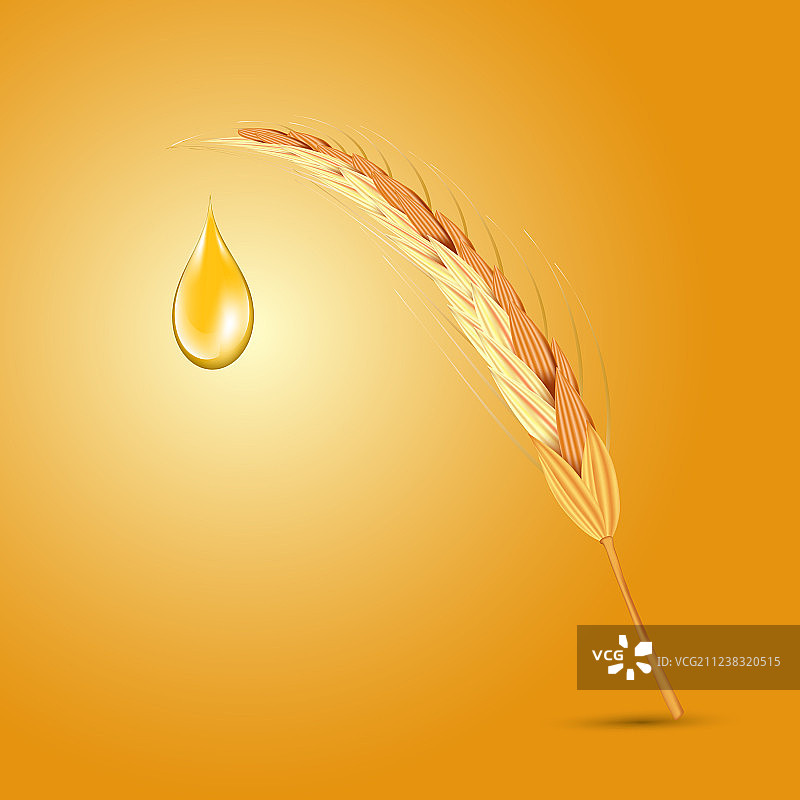 带油滴的小麦穗图片素材