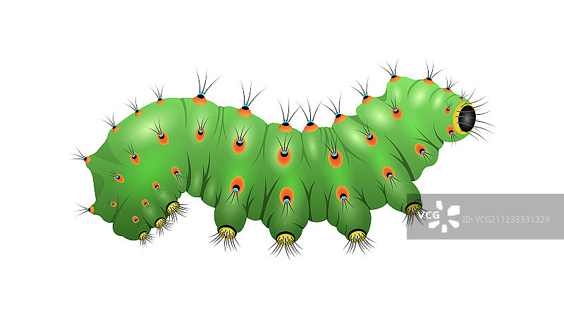 背景上孤立的逼真毛毛虫图片素材