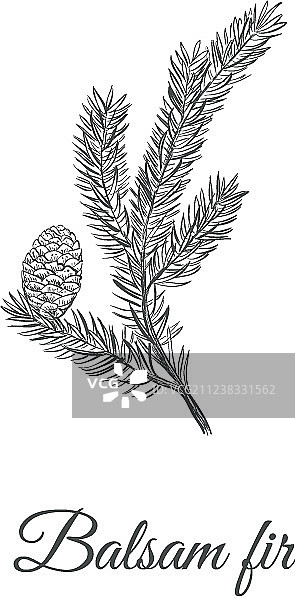 香脂冷杉手绘草图图片素材