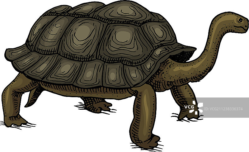 加拉帕戈斯群岛巨龟图片素材