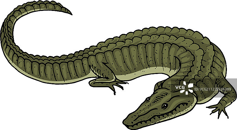 绿色鳄鱼与美洲短吻鳄图片素材