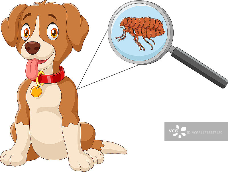 感染跳蚤的狗图片素材