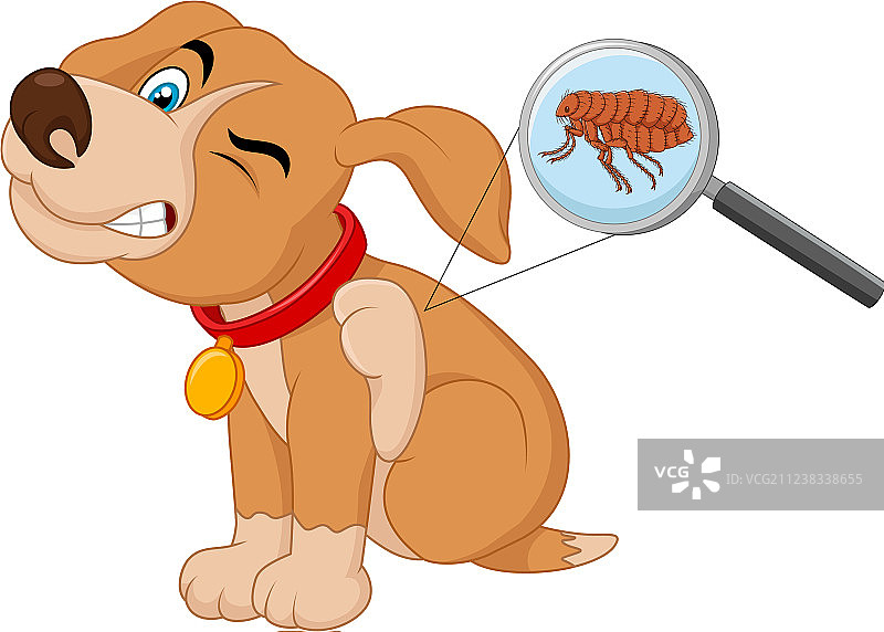 感染跳蚤的狗图片素材
