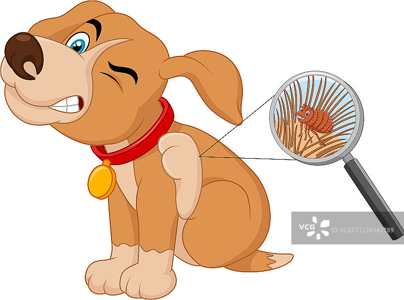 感染跳蚤的狗图片素材