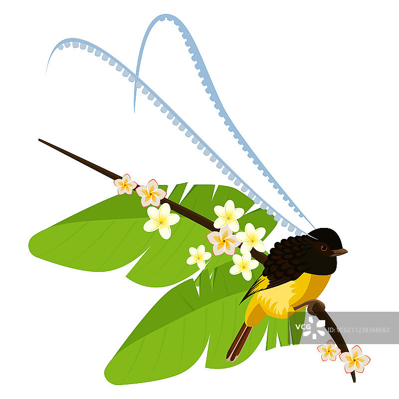 萨克森国王天堂鸟与长羽毛图片素材