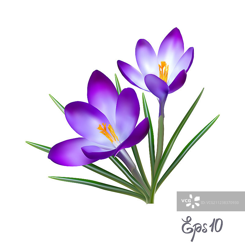 优雅复古的藏红花卡片图片素材