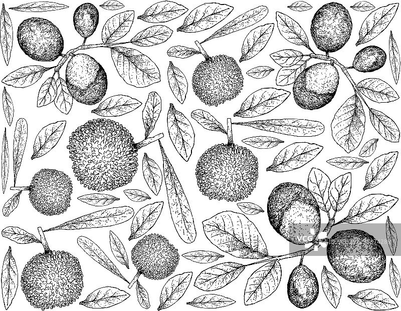 手绘杨梅和椰子李背景图片素材