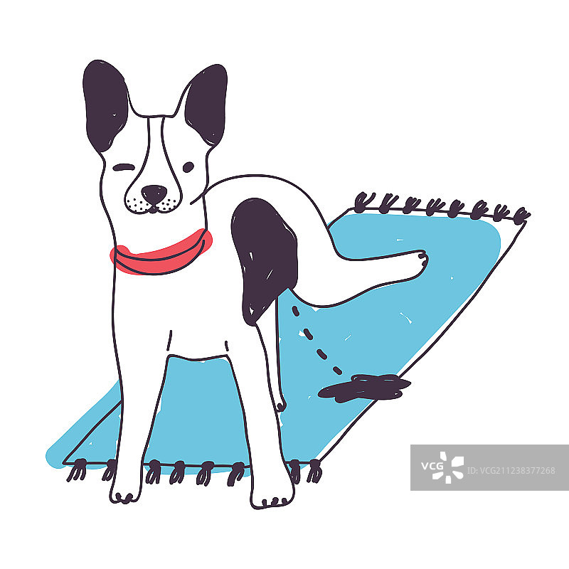 可爱的脏狗在白色地毯上撒尿图片素材