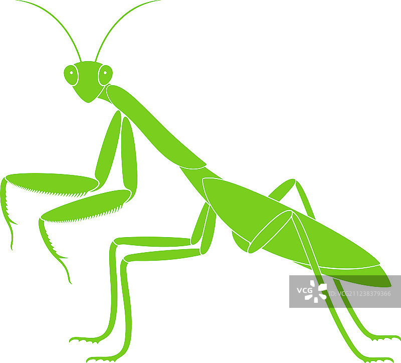 螳螂图片素材