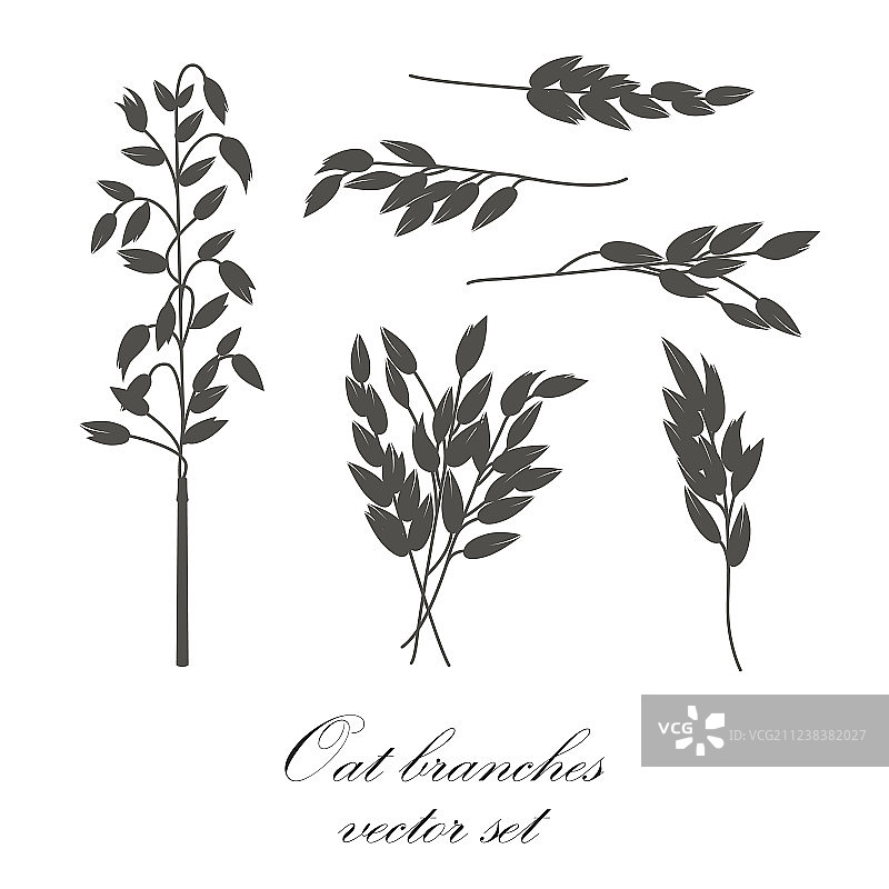 燕麦枝套装图片素材