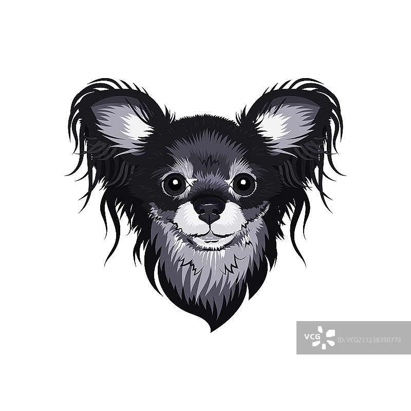 俄罗斯玩具梗犬小品种狗狗面部图片素材