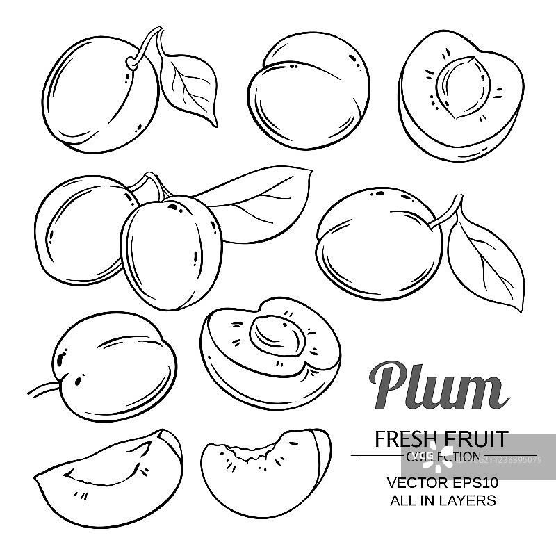 李子果实图片素材